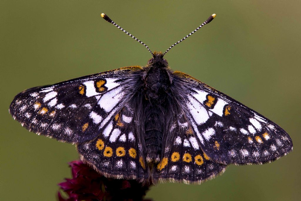 Identificazione farfalla